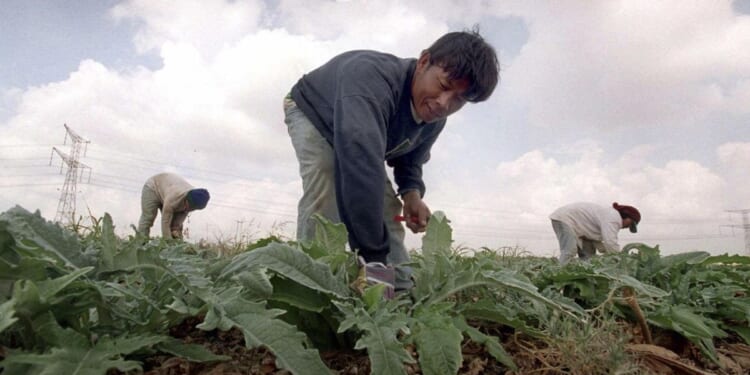 Why were so many Thai farmers among the hostages held by Hamas?