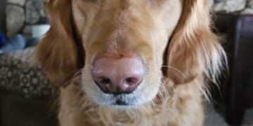 Guess Which Crazy Place Just Criminalized WALKING THE DOG – PJ Media