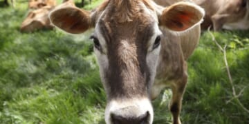 Biohazards for Everyone! Academia’s Gross New Plan to Take Away Your Steak – PJ Media