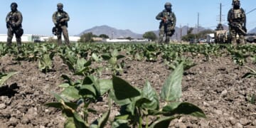 Federal agents block a field and road during an ICE immigration raid at a nearby licensed cannabis farm on July 10, 2025, near Camarillo, California.