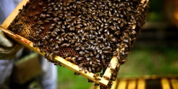 French beekeeper Nicolas Periz handles a frame of a hive as he monitors bees at an apiary belonging to Famille Michaud Apiculteurs, Europe's leading honey retailer, in Lasseube, southwestern France, on June 12, 2025.