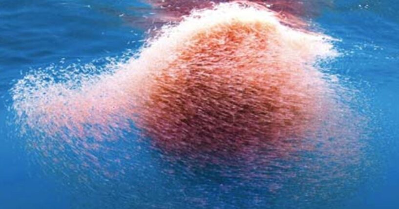 There’s a potent deep-sea supernutrient tucked away 73 miles off the Antarctic coast which is the hidden key to improving your blood circulation.