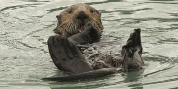 Mother sues port after otter drags toddler into water