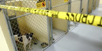 Leshon Eugene Johnson, former NFL player, convicted in large-scale dogfighting operation in Oklahoma