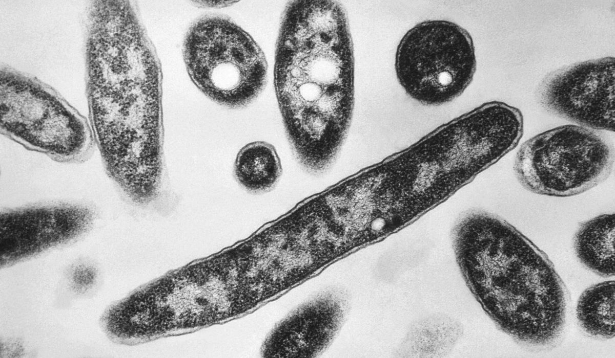 Four dead in Harlem from Legionnaires' disease, 101 infected so far