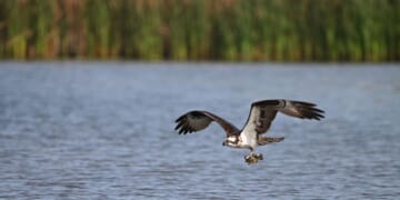 An osprey in flight carries a fish across a marsh.