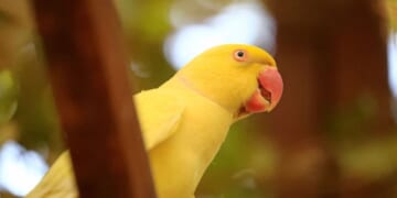 A yellow ring-necked Parakeet is perched on a branch at Marshall Nature Reserve in the Sudanese capital Khartoum on April 28, 2021.