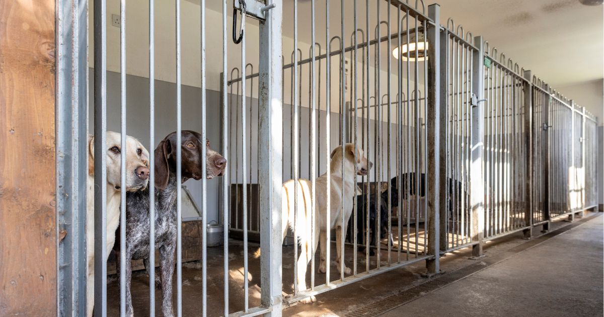 A wide shot of several enclosures containing dogs in a gun-dog kennels in Northeast England.