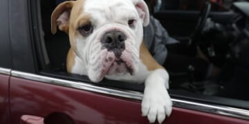 'Karen's' Attack of Portland Dog Owner Perfectly Frames Left's Insufferable Bigotry – PJ Media
