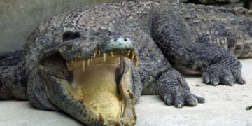Australian authorities probe U.S. influencer over crocodile videos