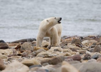 New drone footage captures group of polar bears living at abandoned Russian weather station