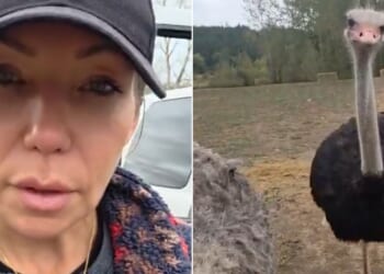 Canadian Katie Pasitney filmed a video appealing to President Donald Trump to intervene to save the lives of nearly 400 ostriches on a British Columbia farm.