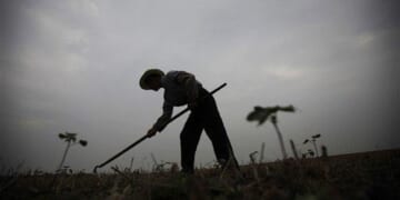 Decorative Cotton Branches – HotAir