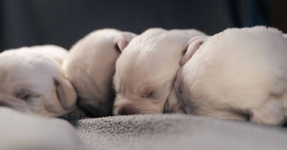 White Labrador puppies.