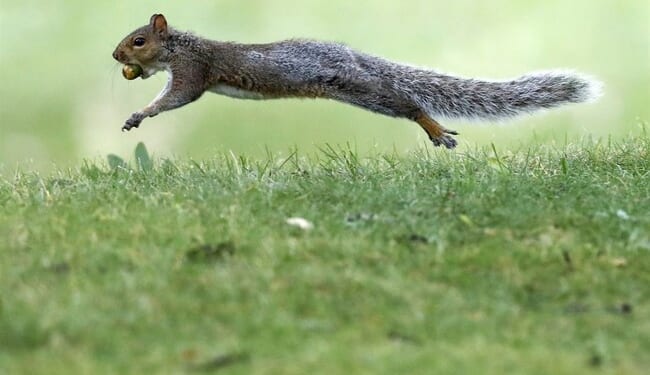 Vicious 'Attack Squirrel' in San Francisco Area Proves That Not Only Humans Are Nuts in the Bay Area – PJ Media