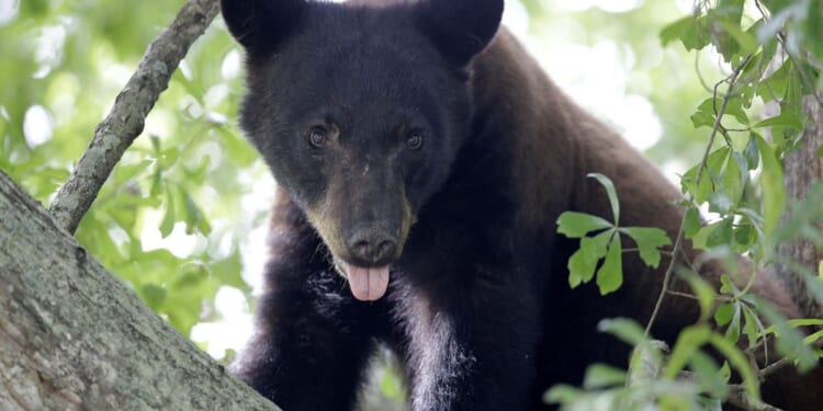 Man mauled to death by animal in Arkansas national forest, bear thought to be responsible