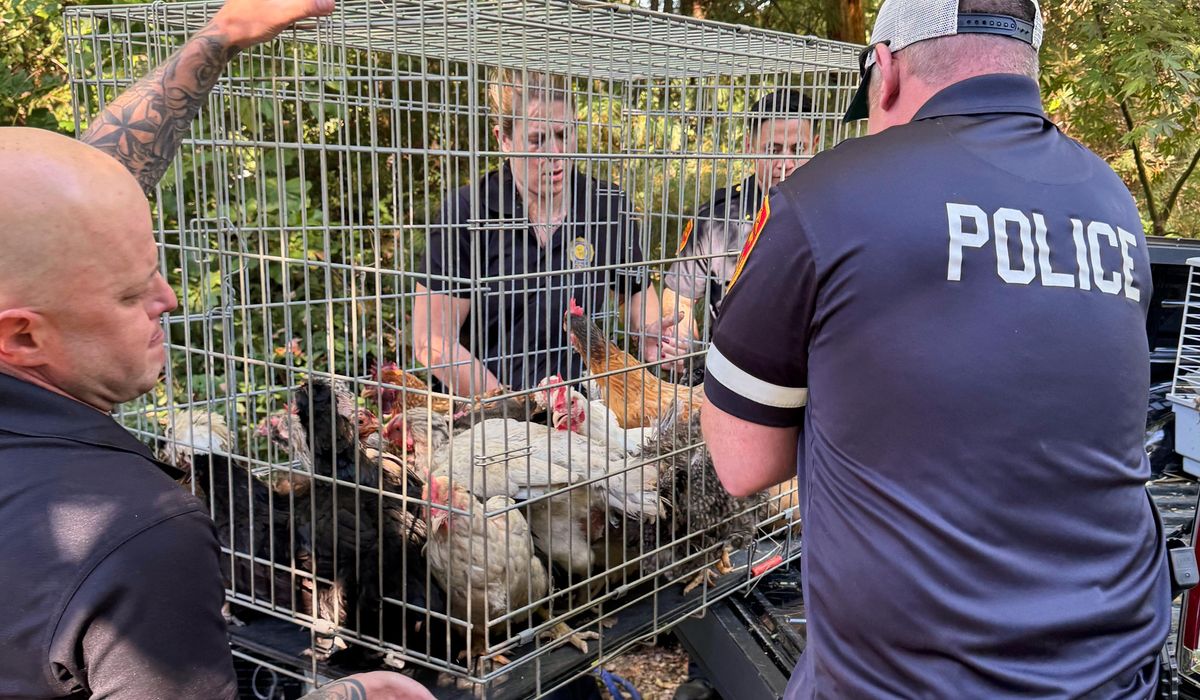 New York woman arrested, accused of hoarding animals in home that also housed 95-year-old woman
