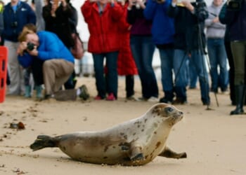 Arctic seals and more than half of bird species are in trouble on new list of threatened species