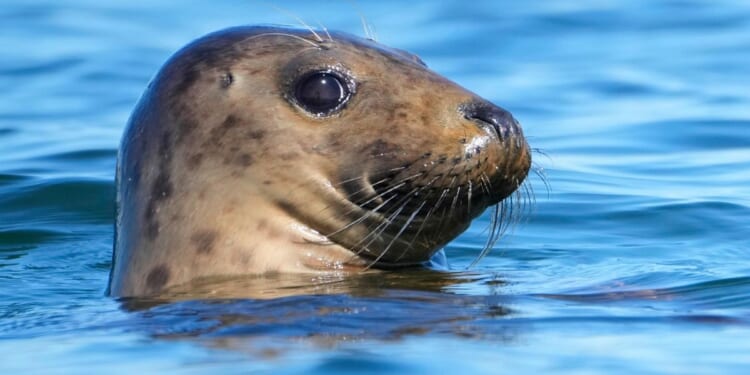 Republicans try to weaken law protecting whales, seals and polar bears