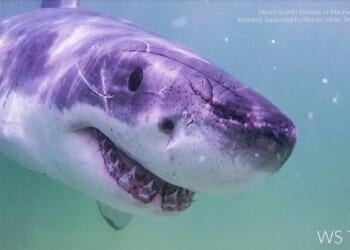 Large great white shark tracked in uncommon part of Canadian coastal waters