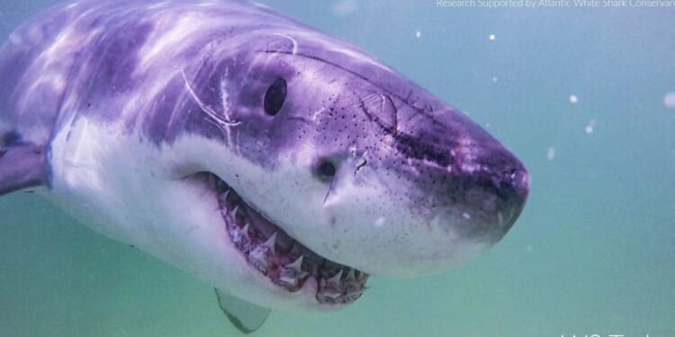 Large great white shark tracked in uncommon part of Canadian coastal waters