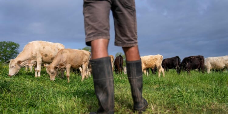 Trump: Cattle ranchers 'don't understand' his efforts to protect beef industry, grocery consumers