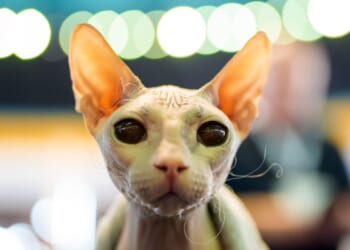 Photos from the world's largest cat show, as 1,000 felines gather in Romania