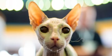 Photos from the world's largest cat show, as 1,000 felines gather in Romania