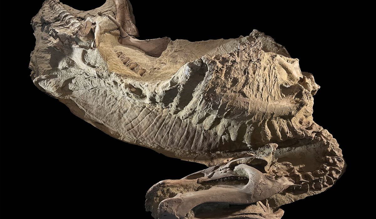 New 'mummified' dinosaur specimens found in eastern Wyoming