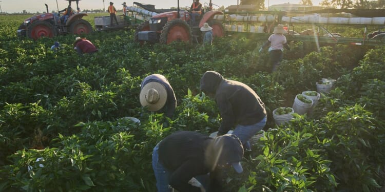 DHS ends Biden's automatic renewal of migrants' work permits; new rule increases vetting