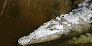 Crocodile captive in Florida after spotted with dead dog in its jaws
