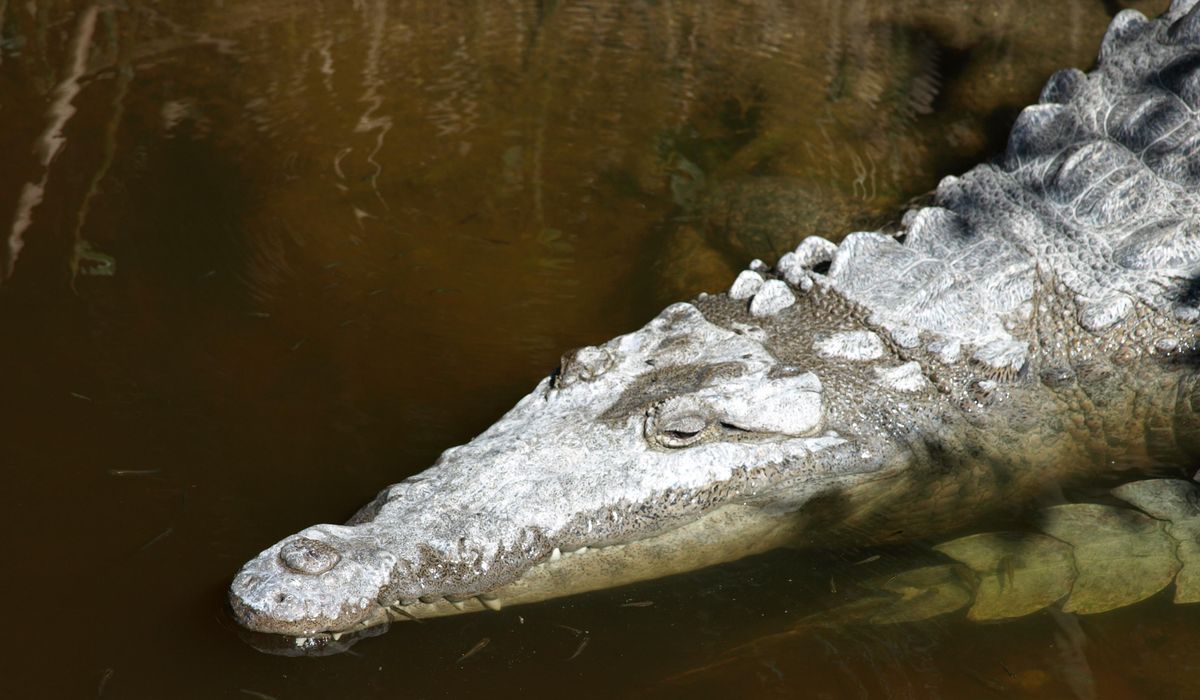 Crocodile captive in Florida after spotted with dead dog in its jaws