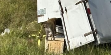 An unknown number of rhesus monkeys escaped from a truck in Mississippi on Oct. 28, 2025.