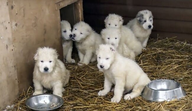 Banning Pet Sales – HotAir