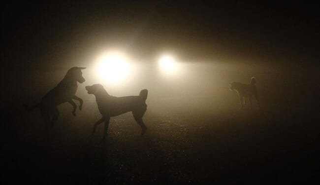 Chicago Man Reunites with Lost Dog After 10 Years Apart – PJ Media