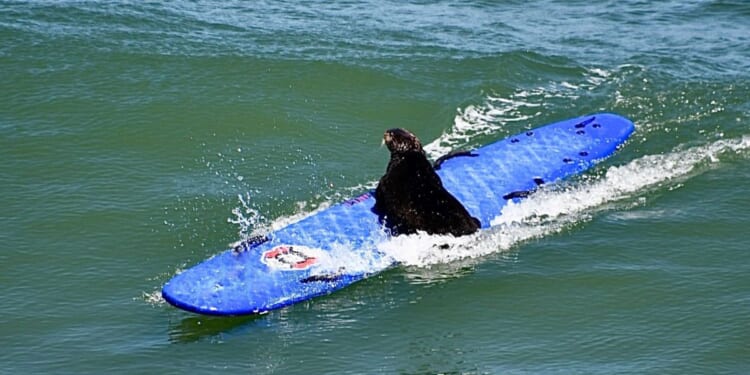 Sea Otter 841 takes a ride on a stolen surfboard in 2023.