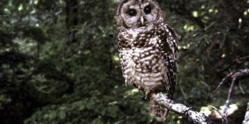 DEI for Owls – PJ Media