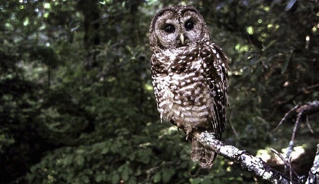 DEI for Owls – PJ Media