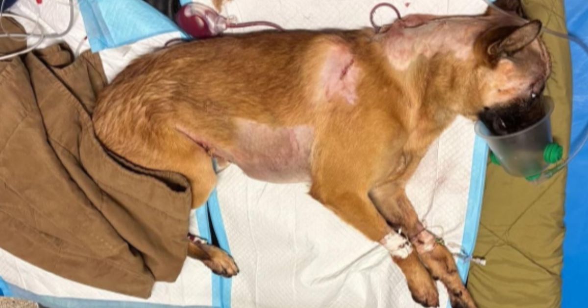 K-9 Roam suffered multiple stab wounds and his left hind leg was amputated, but his handler says, "He is still a happy boy and has been getting plenty of rest."