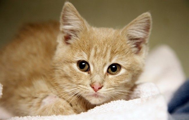 Is Banning the Retail Sale of Cats and Dogs Helping the Abandoned Pet Problem? – PJ Media