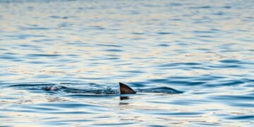 Shark fin on the surface of the ocean in False Bay, South Africa.