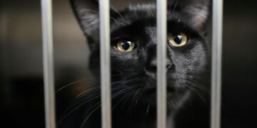 Families on SNAP worry about feeding themselves and their pets