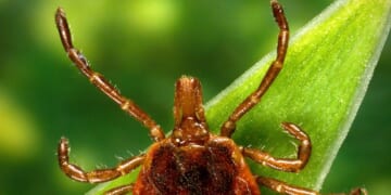 New Jersey man first known casualty of tick-caused 'meat allergy,' UVA researchers say