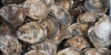 Hiroshima Prefecture oyster deaths prompt government probe