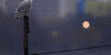 A pair of snowy owls spotted along Lake Michigan beach draws crowds in Chicago