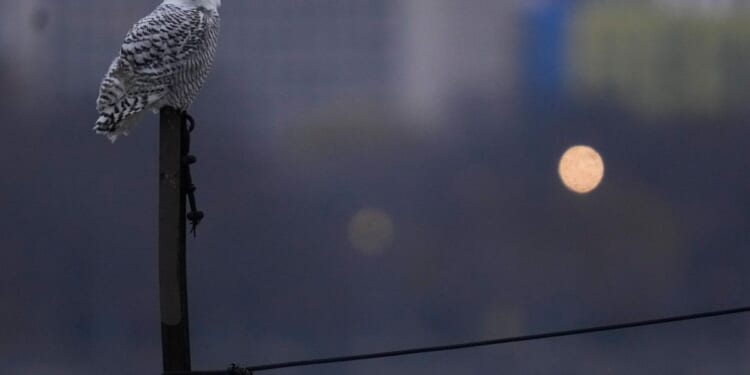 A pair of snowy owls spotted along Lake Michigan beach draws crowds in Chicago