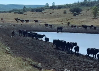 America’s Disappearing Cattle Ranchers – American Free Press