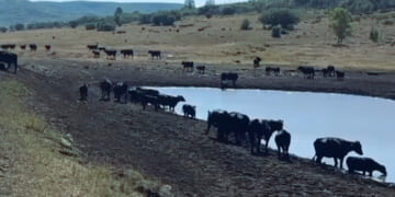America’s Disappearing Cattle Ranchers – American Free Press