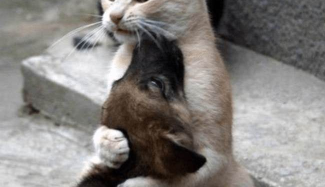 Associated Press Takes Another Swipe at Your Pets – HotAir