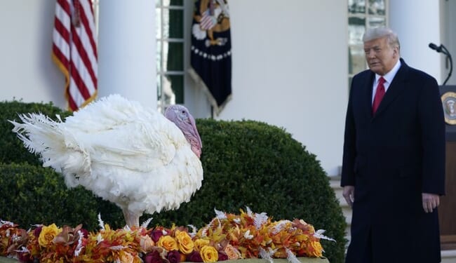 Handicapping the Thanksgiving Turkey Pardons – HotAir